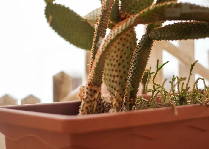 公寓 Le Antiche Dimore Di Dea