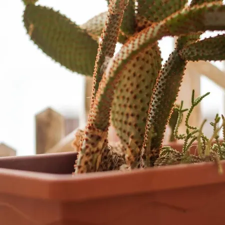 דירה Le Antiche Dimore Di Dea